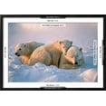 thumbnail image 3 of Polar Bear with Her Cubs, Animals Framed Art Print Wall Art by outdoorsman Sold by Art.Com, 3 of 6