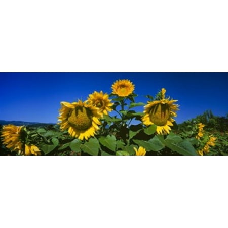 Panache Starburst sunflowers in a field Hood River Oregon USA Poster Print