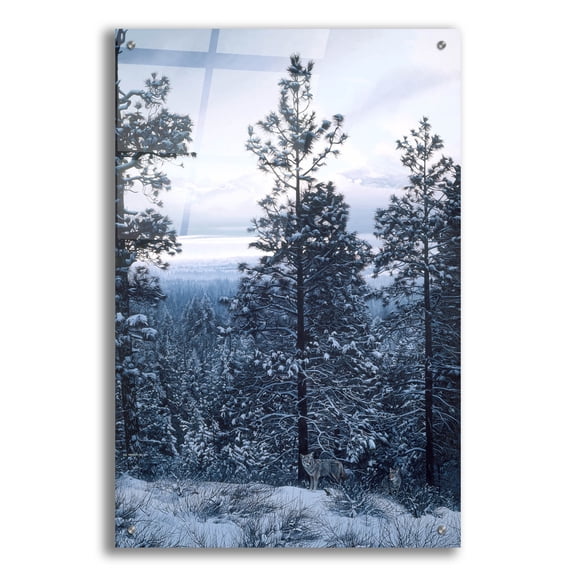 Epic Art 'Evening Silhouette-Coyotes' by Ron Parker, Acrylic Glass Wall Art, 24"x36"