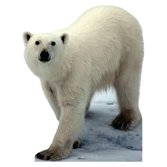 Polar Bear
