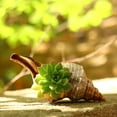 thumbnail image 3 of 9-17cm Brown White Natural Oversized Snail Conch Ornaments Decorations Office Collection Fish Souvenir F2R5, 3 of 9