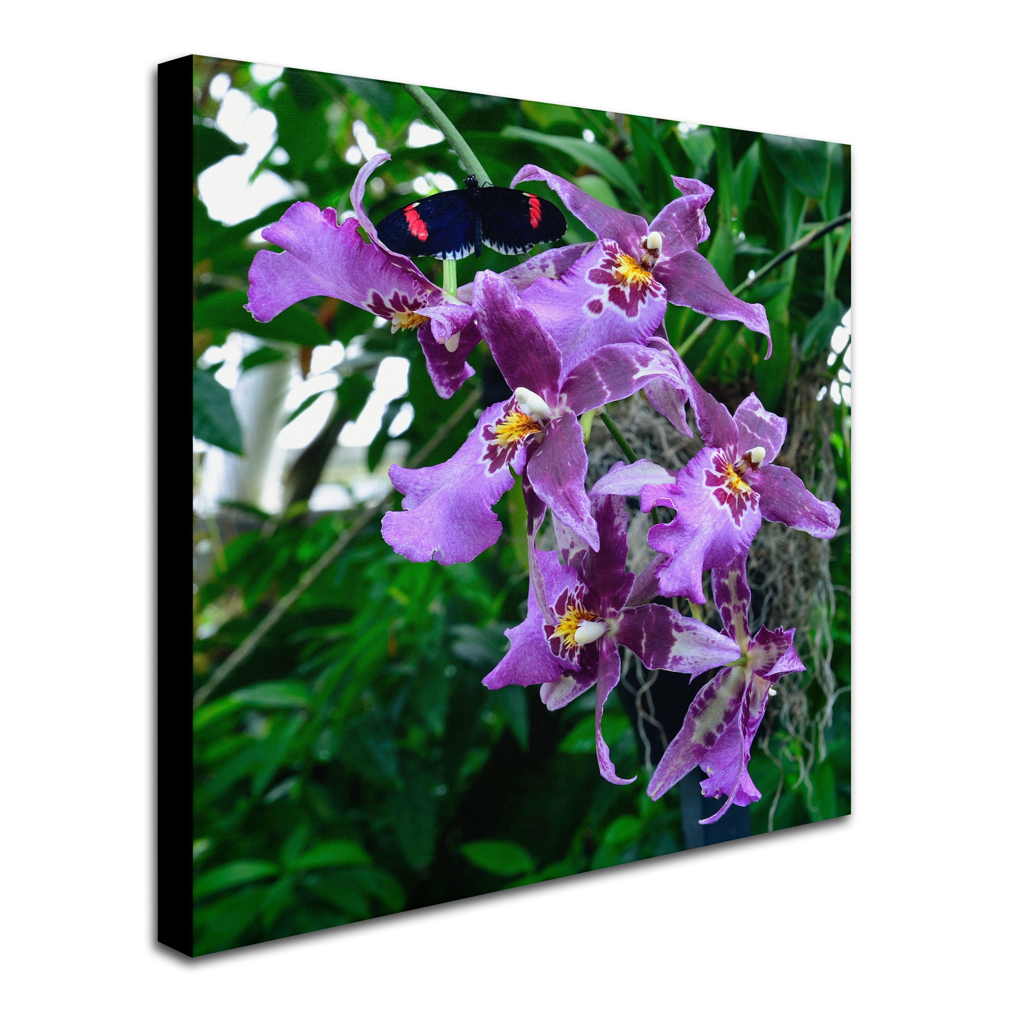 Trademark Fine Art "Postman Butterfly on Orchid" Canvas Art by Kurt Shaffer