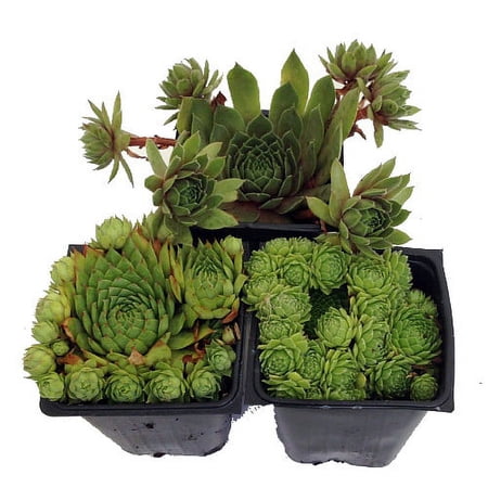 Hens & Chicks Collection 3 Live Plants -Sempervivum - Indoors or Out - 3" Pots