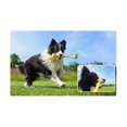 thumbnail image 5 of For Go 3 Pet Mouth Bite Selfie Stick Record Unique Perspective Rubber Material Professional Accesso, 5 of 5