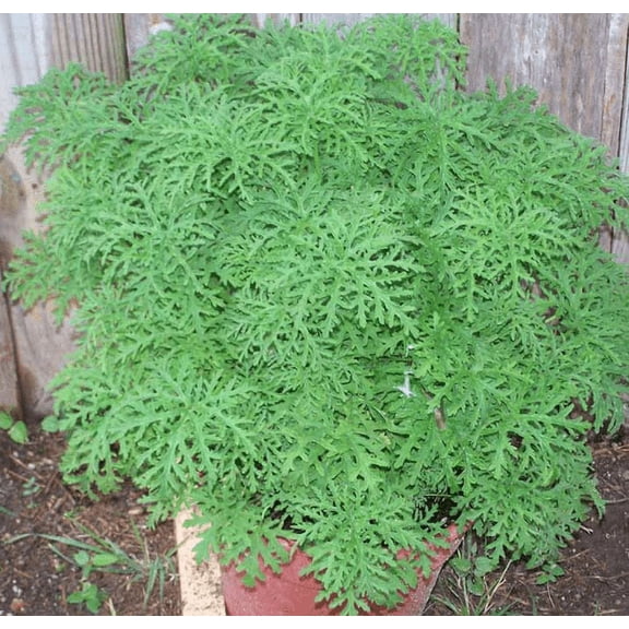 3 Citronella Plants in 2.5 Inch Pots . Mosquito Plant/Deodorant Plant/ Citrosa Geranium. Great Mosquito Repellent!