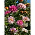 thumbnail image 4 of Better Homes & Gardens 3QT Dahlia Annual Live Plant, 4 of 7