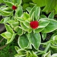 thumbnail image 4 of Red Aptenia Plant Live in 2'' Pot, Red Ice Plant Well Rooted 2-5'' Tall, 2 Plants Per Pot, Ready to Grow Outdoor, 4 of 5