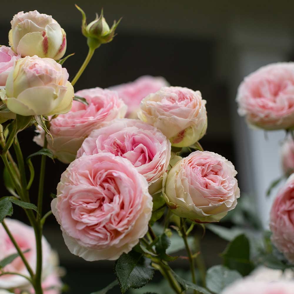 Heirloom Roses Eden® Climbing Plant 10' Pink Climbing Rose Live Plants in 1 Gallon Container