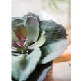 thumbnail image 6 of Potted Succulent Gigantea Succulent, 6 of 6