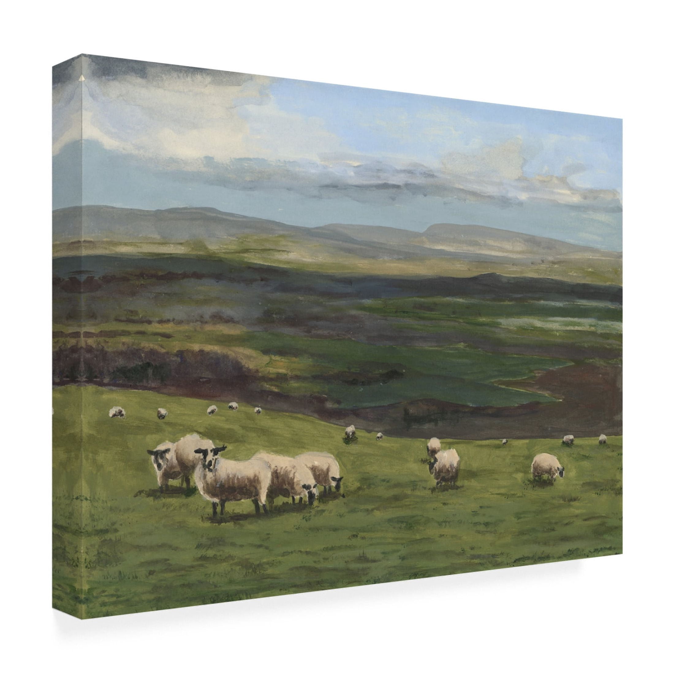 Trademark Fine Art Michael Willett  Highland Sheep I Canvas Wall Art