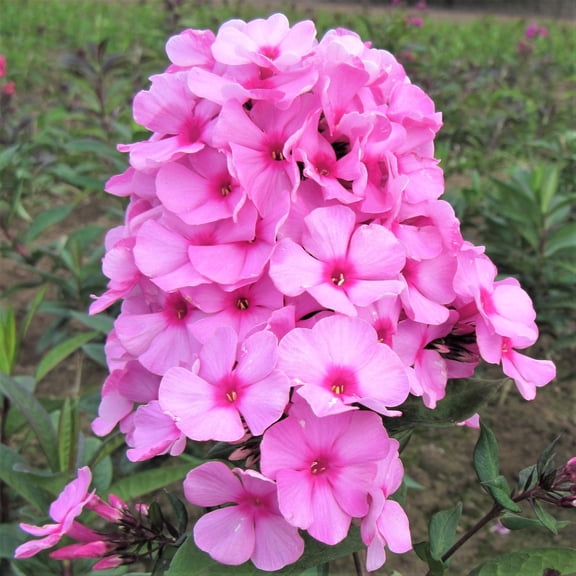 Phlox Eva Cullum 1 bareroot - Summer Fragrant Pink Blooms in Sun (Tall Garden Phlox)