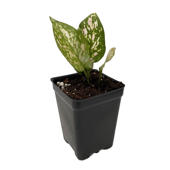 Favonian Chinese Evergreen Plant - Aglaonema - Low Light - 2.5" Pot