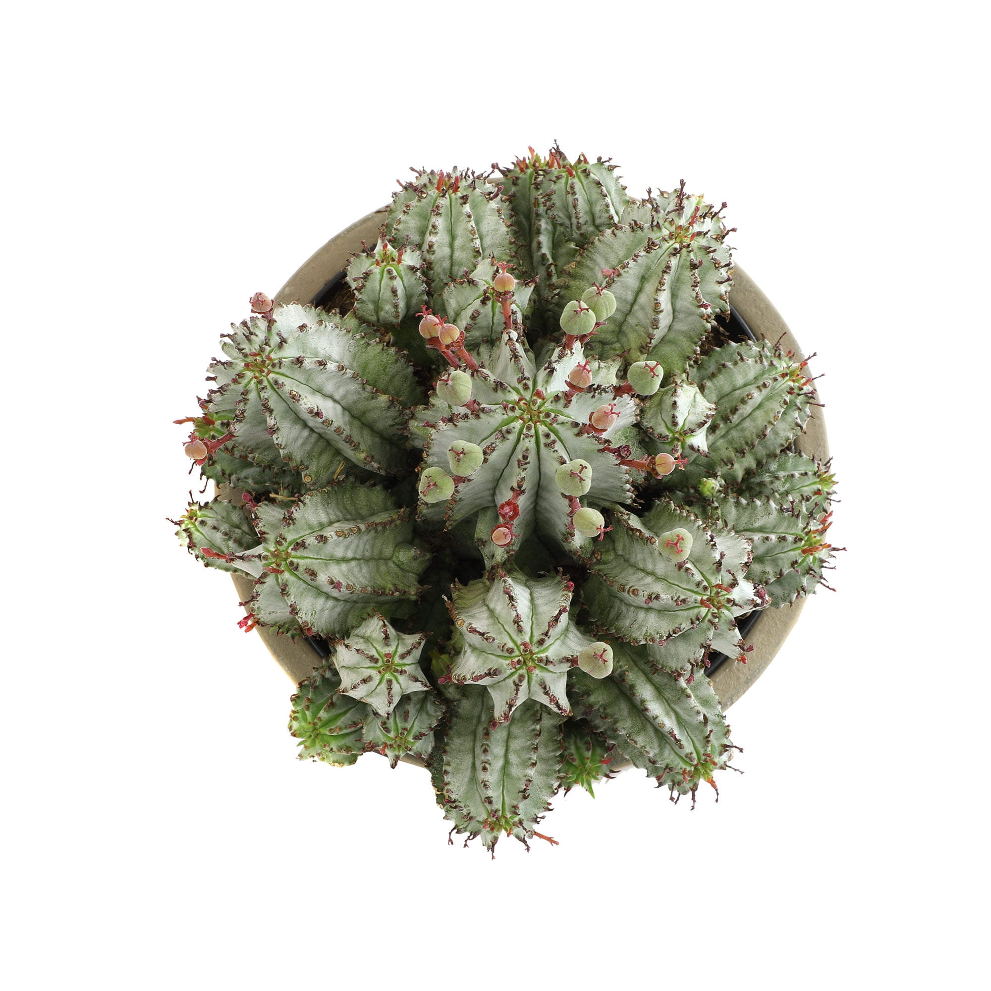 Altman Plants African Milk Barrel, Rare Euphorbia Cactus | 6in Décor Pot, Filtered Sun, Exotic Plant