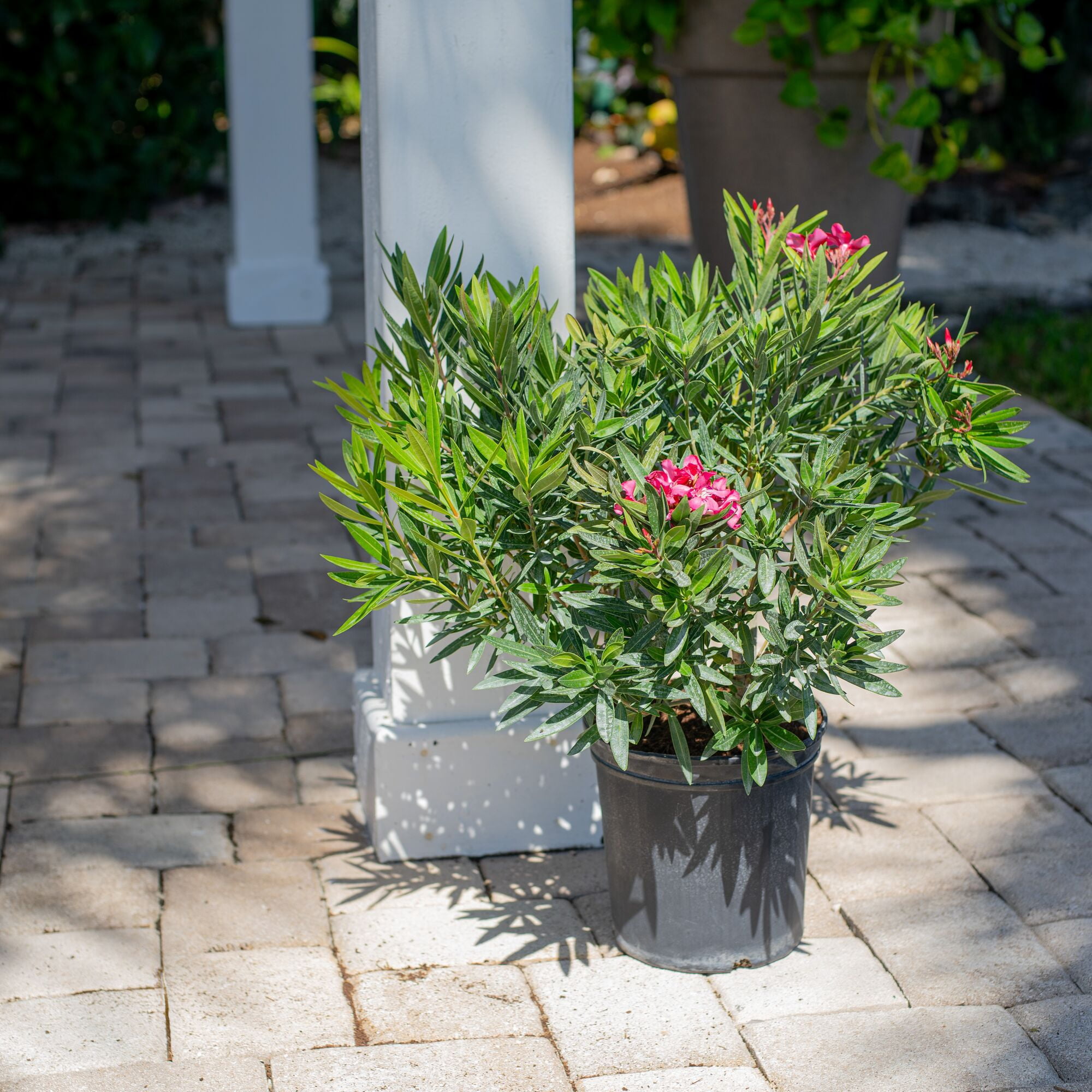 Island Blooms 26" Oleander Bush Live Outdoor Plant in 8.75" Grower Pot