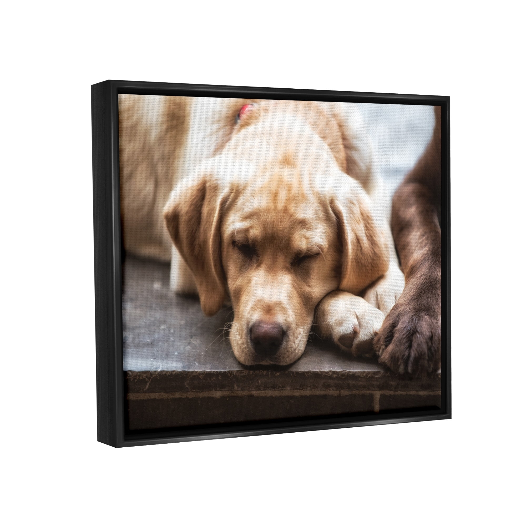 Stupell Industries Sweet Sleeping Dogs Resting Paws Animal Photography Photograph Jet Black Floating Framed Canvas Print Wall Art, Design by James Dobson