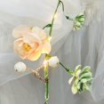 thumbnail image 4 of Champagne Rose Succulent Vines with Lights, Artificial Roses Garland with 6.56 Feet 20 Warm White LEDs String Lights Fairytale Lights with Flower Vine for Wall Shelf Wedding, 4 of 13
