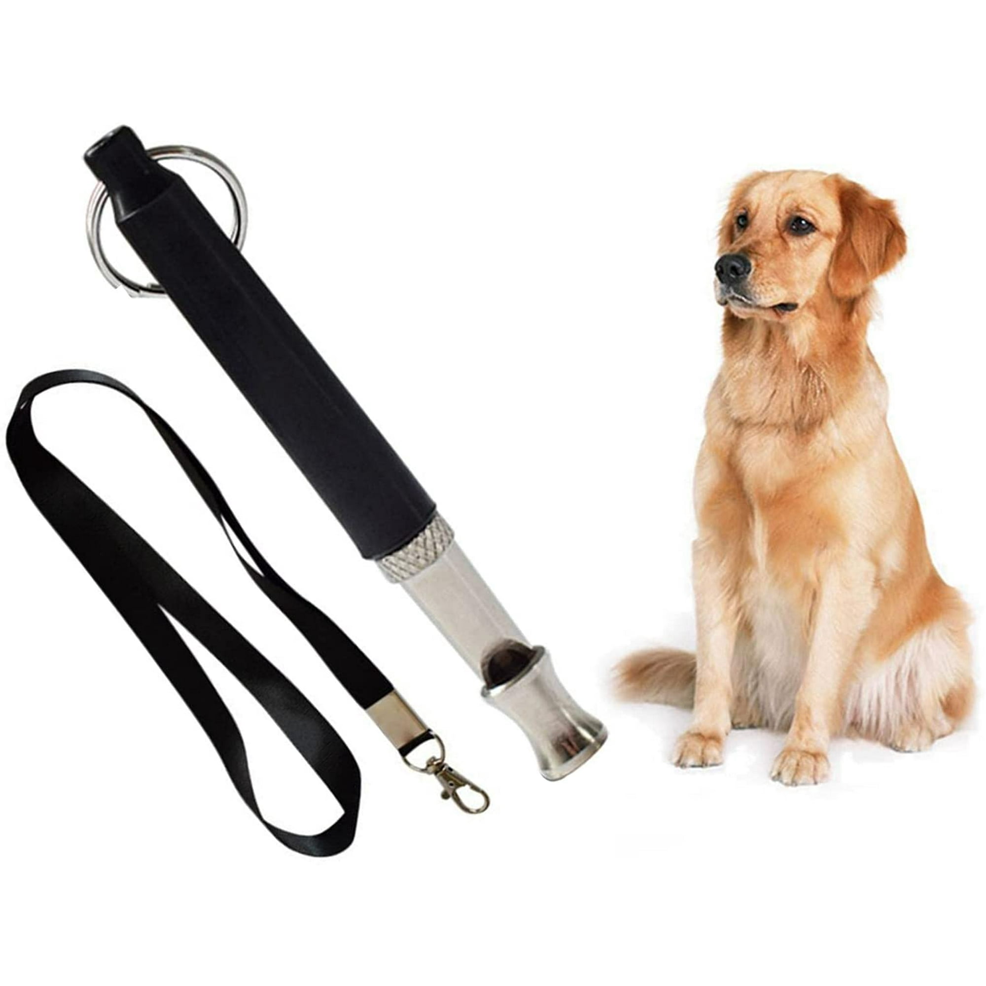 Why Do Dogs Come When You Whistle