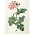 thumbnail image 2 of Pierre Joseph Redouté 11x14 Gold Ornate Wood Frame and Double Matted Museum Art Print Titled - Rose Aurore Poniatowska, from La Couronne Des Roses (1817-1824), 2 of 4