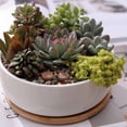 thumbnail image 3 of Succulent Planter - Round, 3 of 4