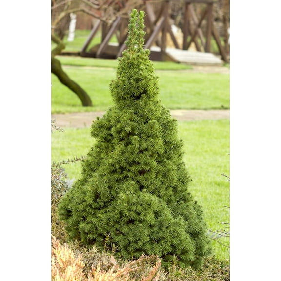 Black Hills Spruce Seedlings for Planting - Attractive Evergreen Trees for Landscape or Privacy (Picea glauca densata) (3 Seedlings)