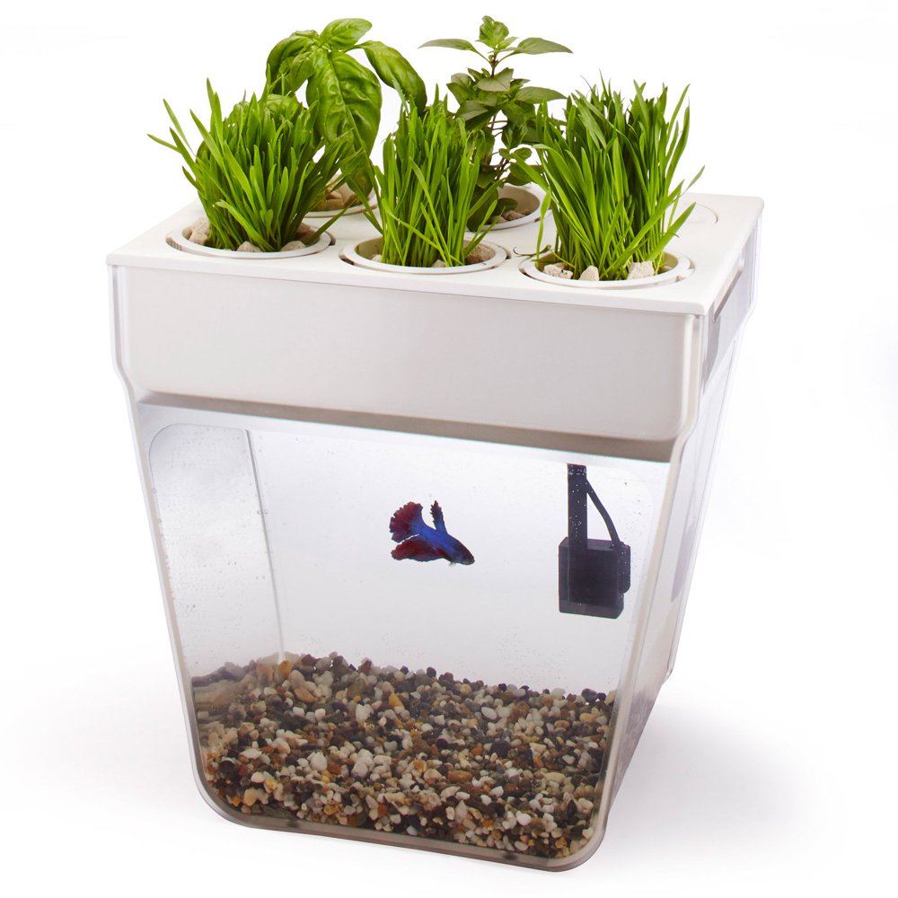 Back to the Roots Water Garden