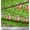 Pear Green, variant on Soimoi Brown Cotton Voile Fabric Holly Leaves,Gift Box & Shopper Women Fashion Print Fabric by Yard 42 Inch Wide