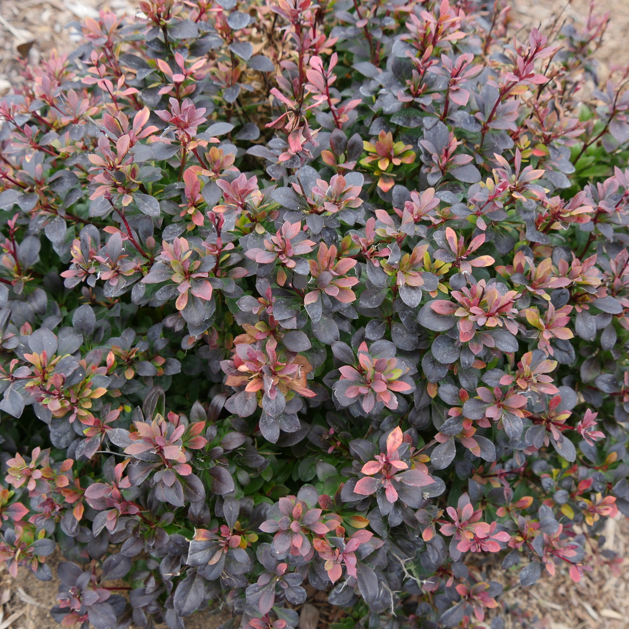 Proven Winners ColorChoice 5" Purple Sunjoy Todo Barberry Live Plant in 4.5" Pot (4 Count)