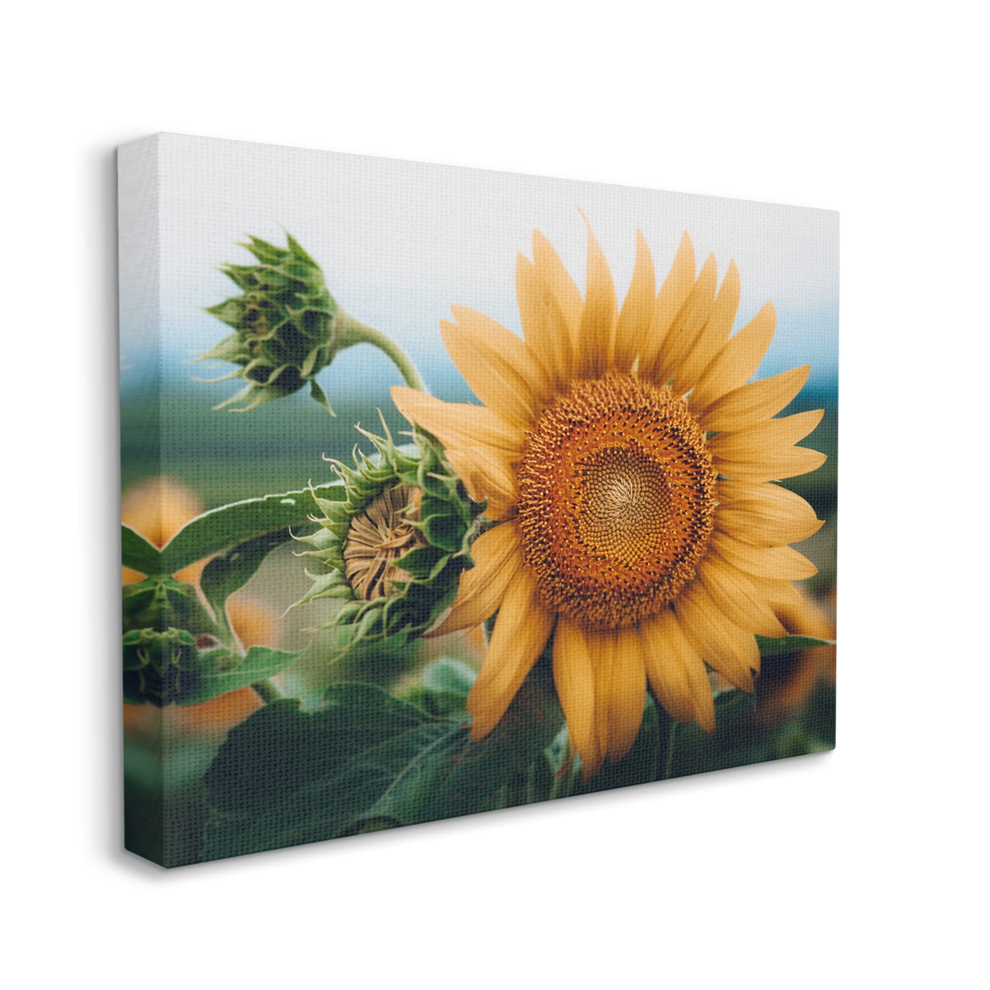 Stupell Industries Evening Sunflower Photography Botanical & Floral Photography Gallery Wrapped Canvas Print Wall Art