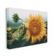 thumbnail image 3 of Stupell Industries Evening Sunflower Photography Botanical & Floral Photography Gallery Wrapped Canvas Print Wall Art, 3 of 5