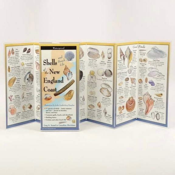 FoldingGuides: Shells of the New England Coast: Long Is. Sound to Canadian Maritimes (Other)