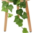 thumbnail image 7 of American Plant Exchange English Ivy Green, Live Plant, Medium Leaf, 6-Inch Pot, Vining Houseplant, 7 of 7