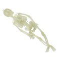 thumbnail image 2 of Glowing  Skeleton,  Skeleton Decoration Innovative Appearance  for Bars, 2 of 8