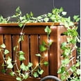 thumbnail image 5 of Better Life Attic Ivy String Lights, Vines with LED Fairy Lights (16.5ft), 5 of 5