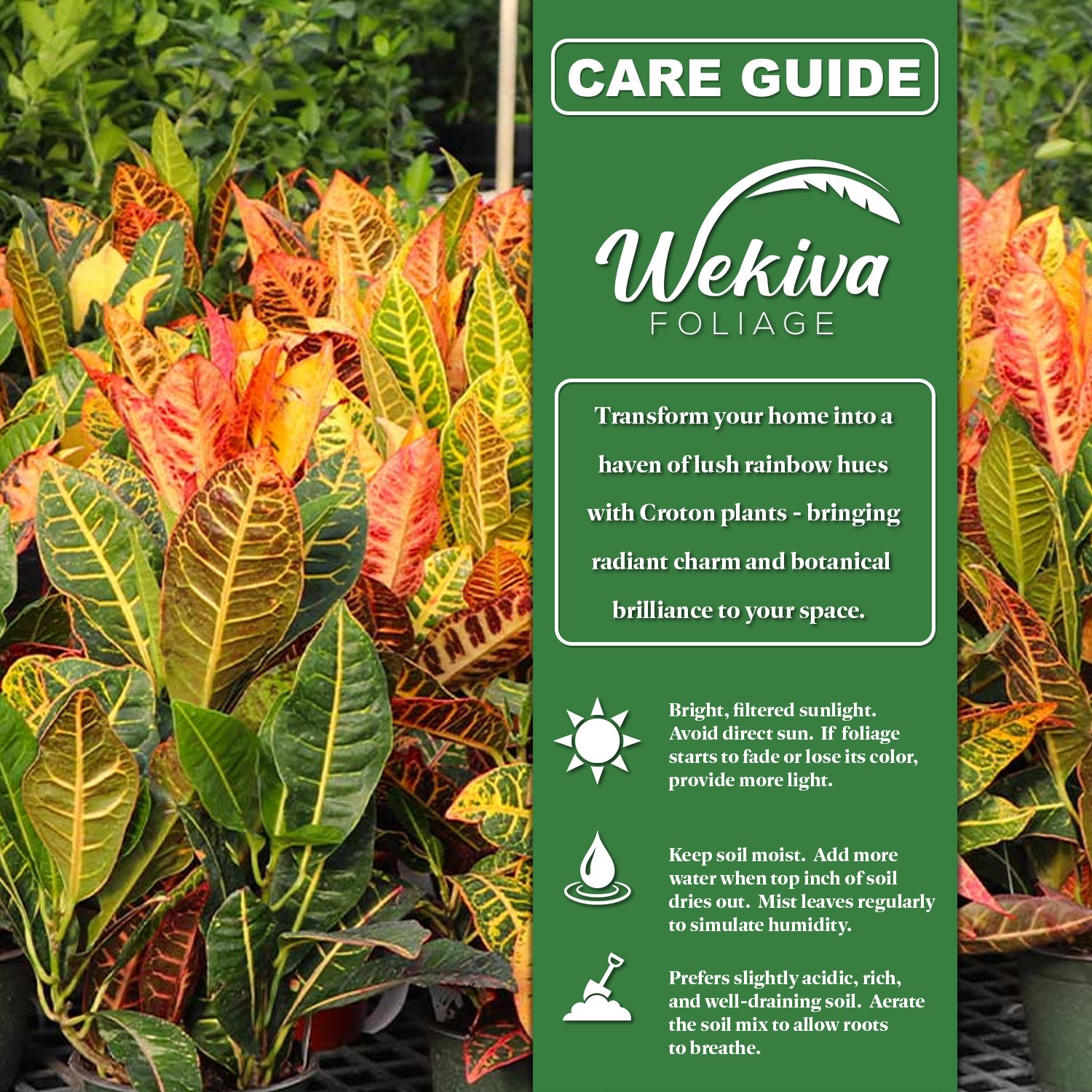 Croton Batik - 1 Live Starter Plant - Codiaeum Variegatum - Beautiful Easy Care Indoor Houseplant