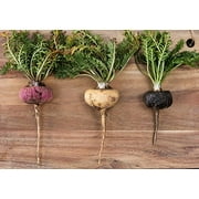 Premium Maca Extract