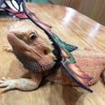 thumbnail image 4 of Cheers.US Lizard Leash Anti-Bite Wings Flexible Comfortable Bearded Dragon Harness,Adjustable, Anti-Bite, Wear-resistant,for Small Animal, 4 of 8