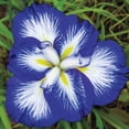 thumbnail image 2 of Gusto Japanese Iris Dormant Bare Root Perennial Plant, 1-Pack, 2 of 4