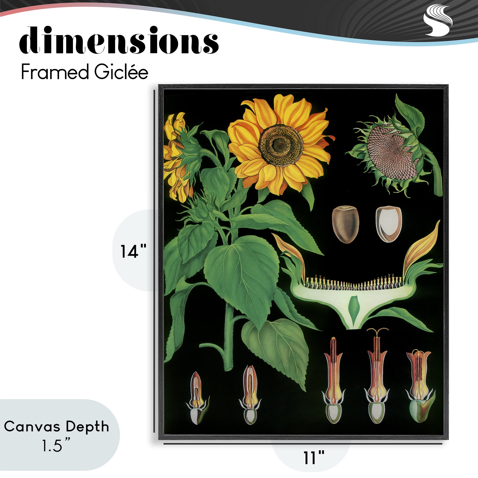 Stupell Industries Sunflower Bulb Illustrations Black Framed Giclee Art, design by Vintage Hustle