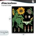 thumbnail image 4 of Stupell Industries Shabby Chic Sunflower Bulb Illustrations Black Framed Giclee Art, 11 x 14, by Vintage Hustle, 4 of 8
