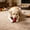 Red, variant on Dog Chew Ball Toy Solid Elastic Rubber Fetch Ball for Teeth Cleaning Interactive Dog Toy for Small Medium Large Dogs, Durable Bite Resistant Training Exercise Outdoor Play