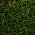 thumbnail image 3 of Vickerman 1.1 Lbs Bag of Green Sheet Moss, Preserved, 3 of 7