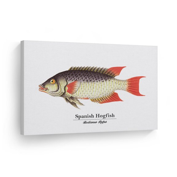 Smile Art Design Spanish Hogfish Bodianus Rufus Fish Painting Marine Animal Canvas Wall Art Print Ocean Sea Fishing Nautical Decor Coastal Living Room Bedroom Kids Room Decor Ready to Hang - 30x40