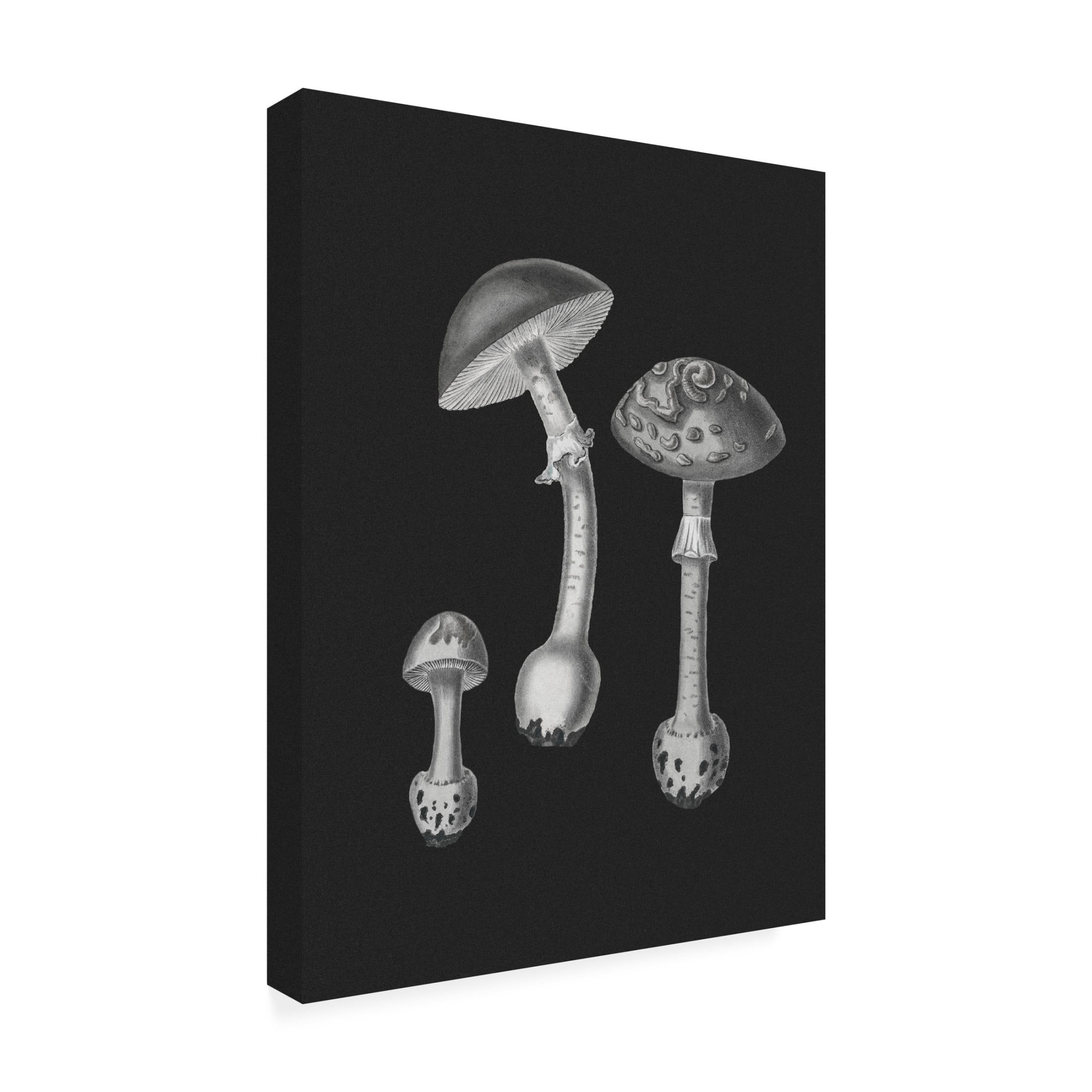 Trademark Fine Art Pictufy   Amanita Muscaria  Black Backgound BW Canvas Wall Art