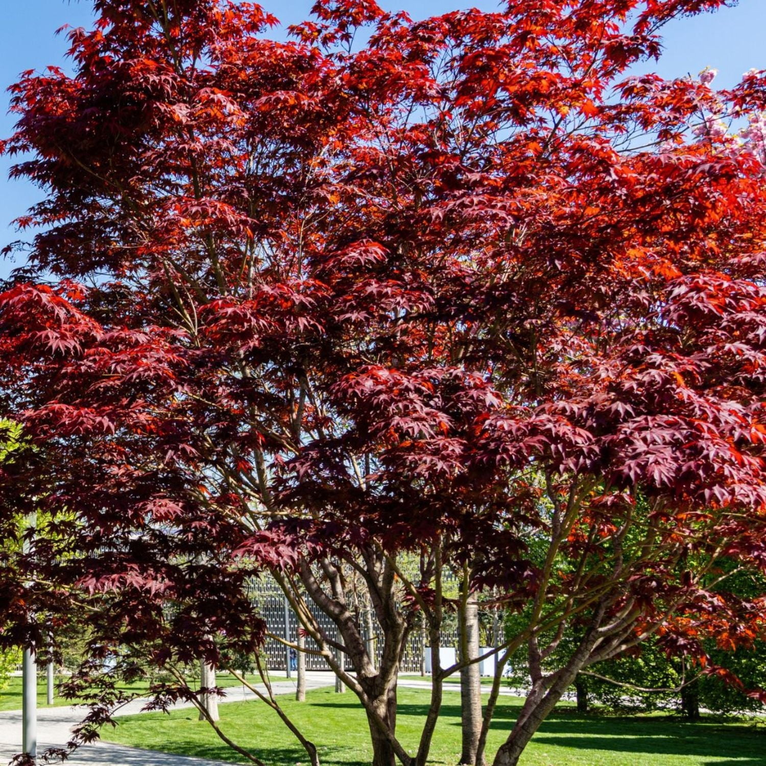 Expert Gardener 1-2 ft tall Emperor I Japanese Maple Live Tree in 1-Gallon Grower Pot