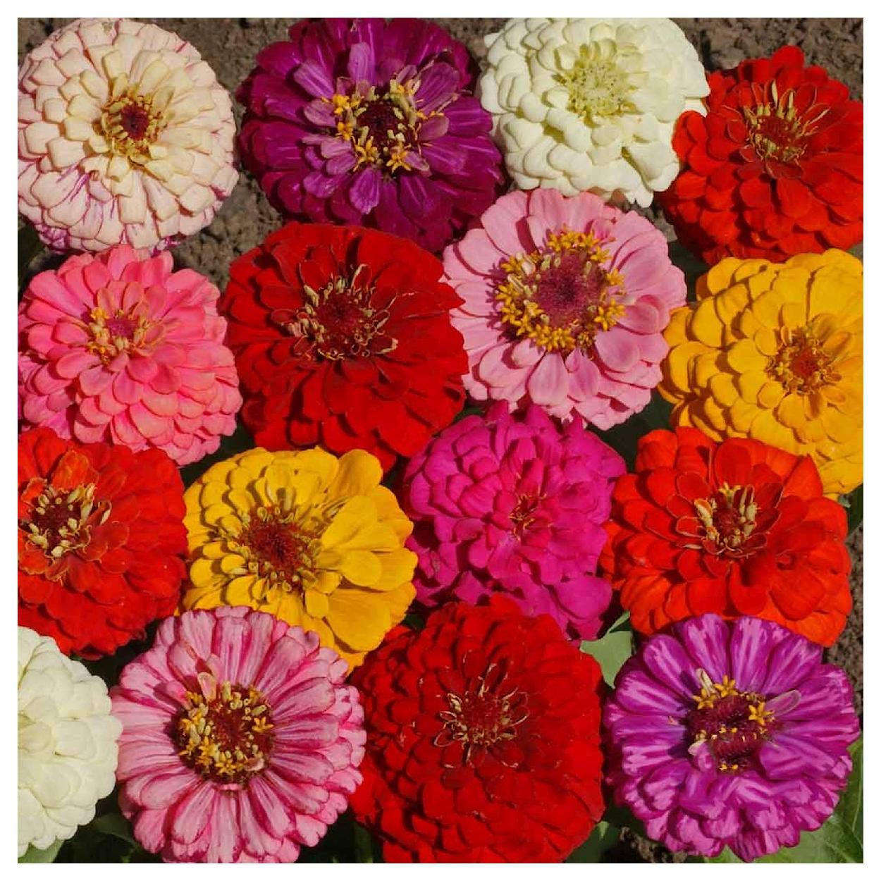 Everwilde Farms - 1 lb Pumila Mixed Zinnia Garden Flower Seeds - Gold Vault Bulk Seed Packet