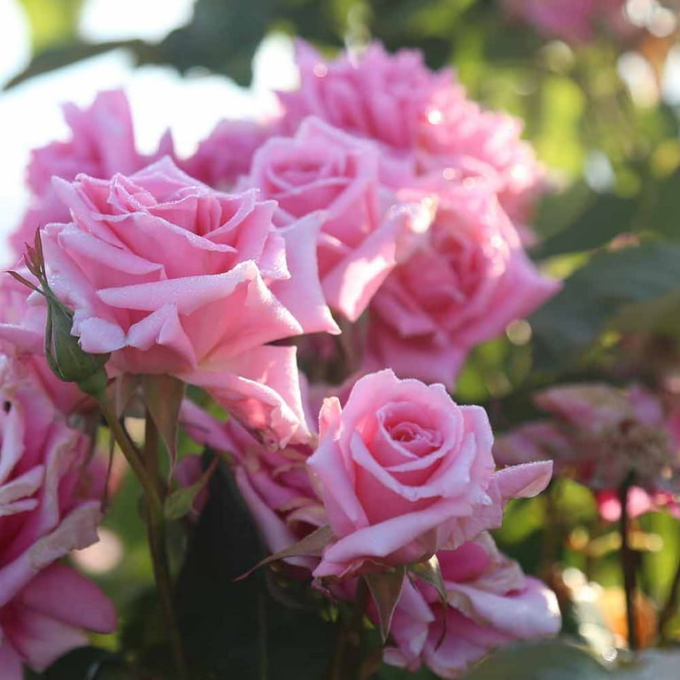 Heirloom Roses - Aunt Honey Hardy Rose Bush - Walmart.com