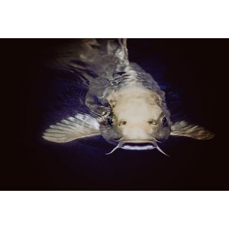 About Catfish Pond - Canvas Print Catfish Swimming Underwater Fish Animal Pond Stretched Canvas 10 X 14