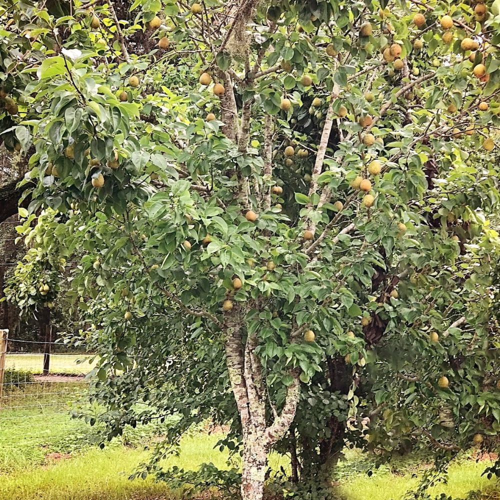 Expert Gardener 3-4 ft tall Orient European Pear Live Tree in 7-Gallon Grower Pot