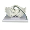 thumbnail image 4 of Milue Female Pelvis Model with Fetal Midwifery Teaching Models for Educational, 4 of 7
