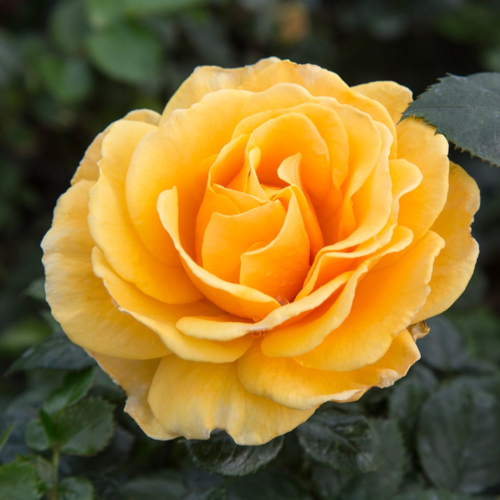St. Tropez Floribunda Rose by Heirloom Roses Fragrant Roses Live